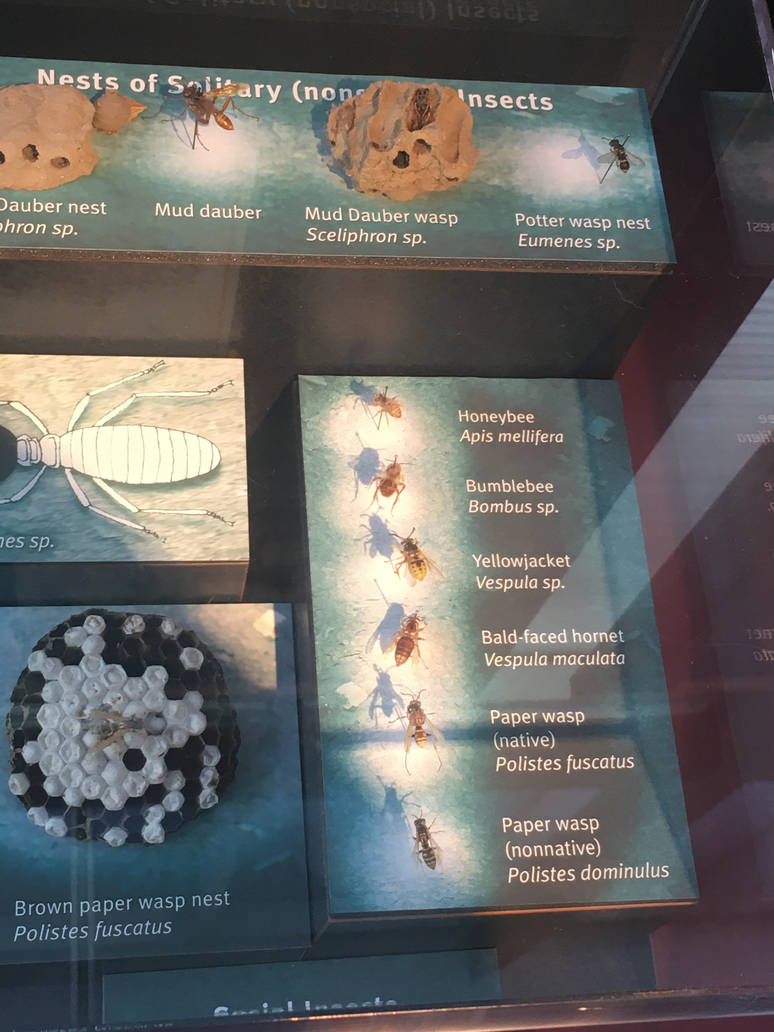 Milwaukee Public Museum - Bugs Alive! - Bees