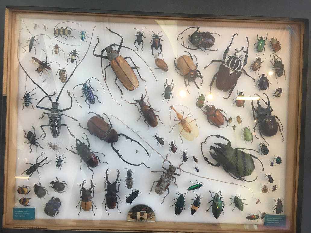 Milwaukee Public Museum - Bugs Alive! - Beetle Specimen