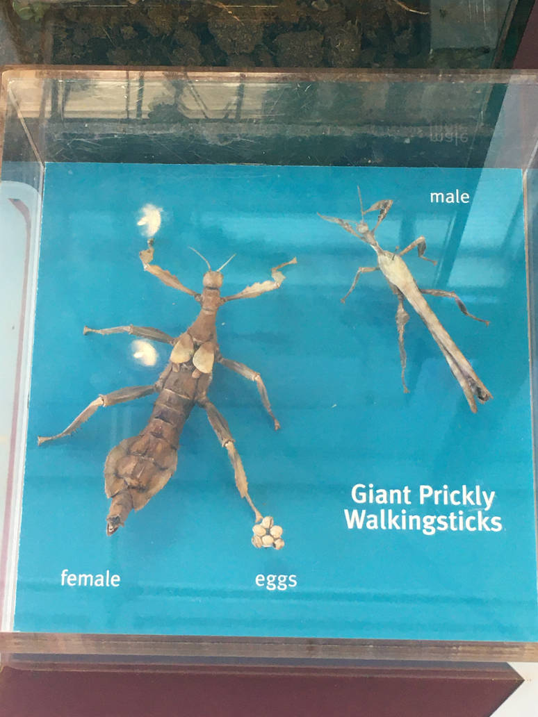 Milwaukee Public Museum - Bugs Alive! - Giant Prickly Walkingsticks