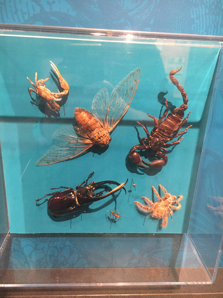 Milwaukee Public Museum - Bugs Alive! - Invertebrate Specimen