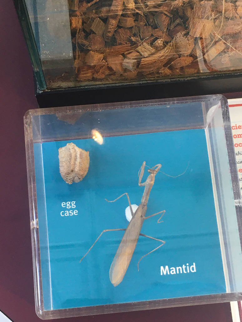 Milwaukee Public Museum - Bugs Alive! - Mantis and Eggcase
