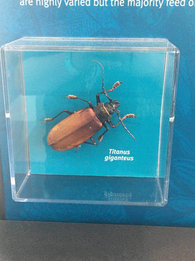 Milwaukee Public Museum - Bugs Alive! - Titanus giganteus
