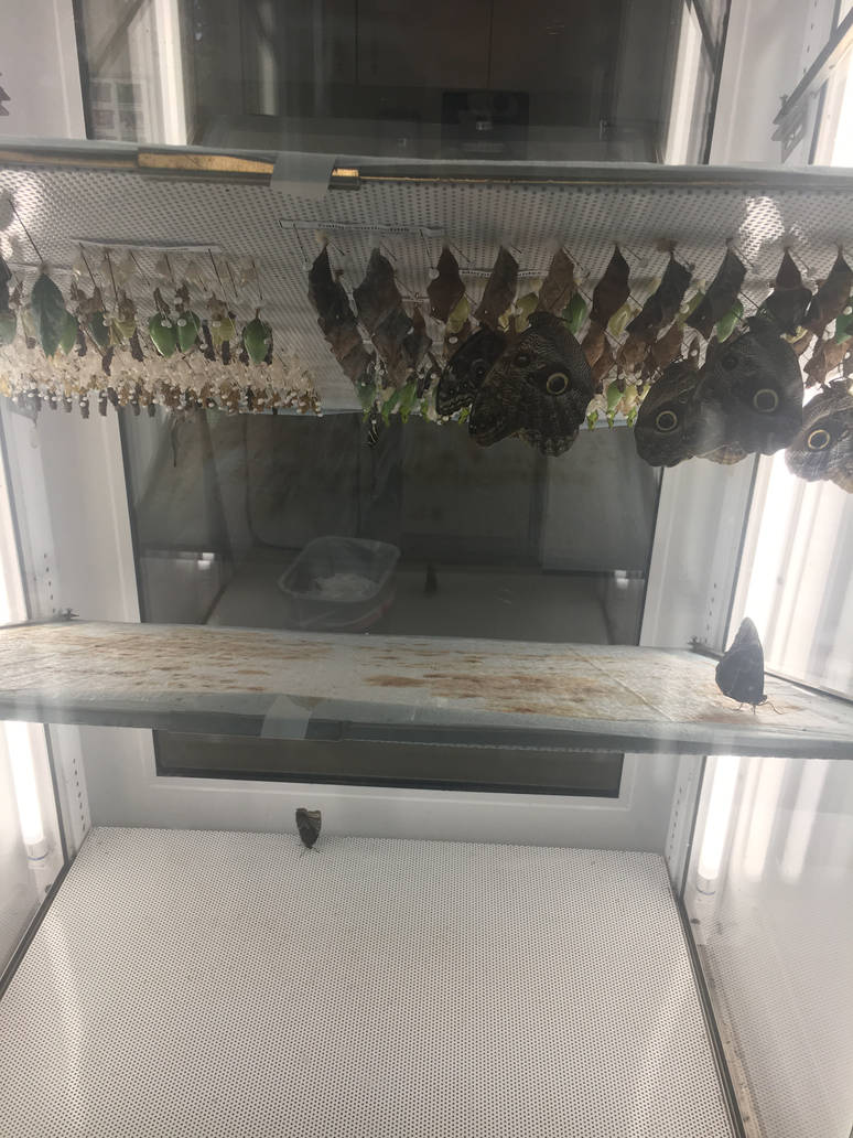 Milwaukee Public Museum - Butterfly Pavilion - Butterfly Hatching