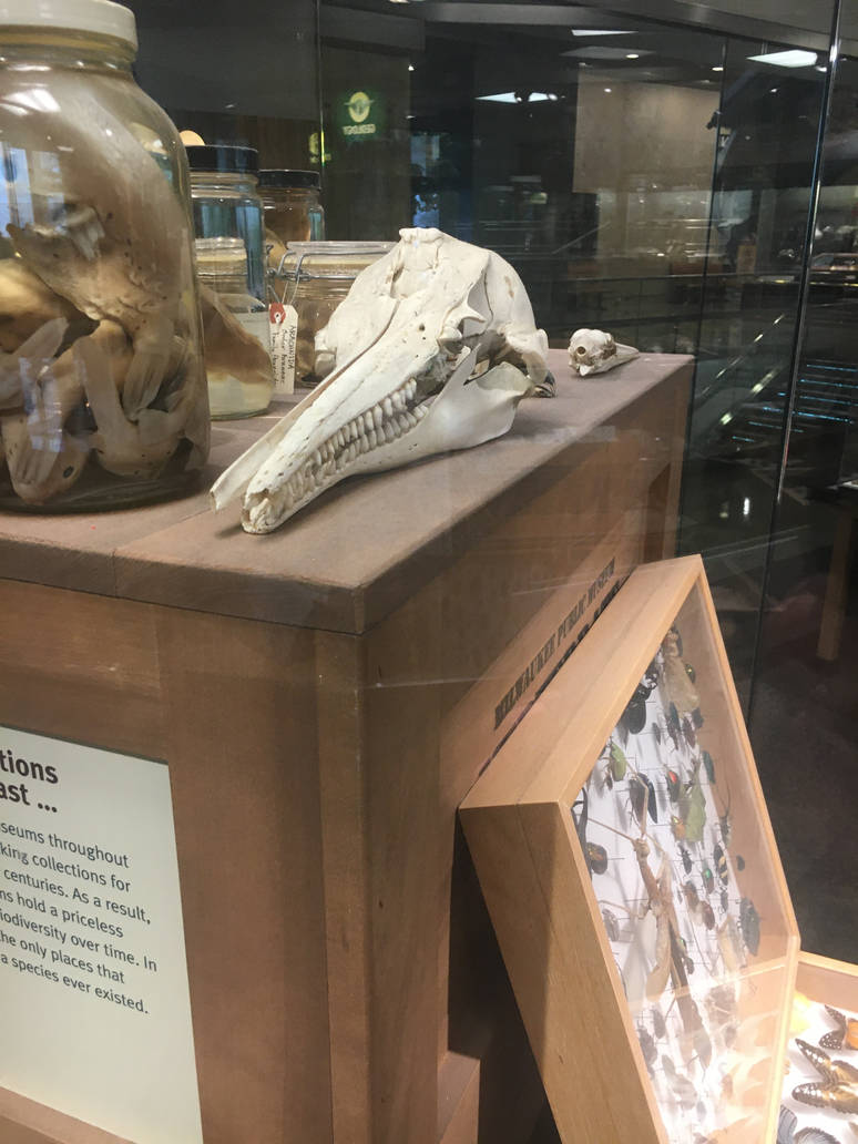 Milwaukee Public Museum - Exploring Life on Earth - Amazon River Dolphin Skull?