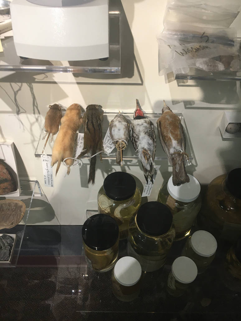 Milwaukee Public Museum - Exploring Life on Earth - Bird Specimen