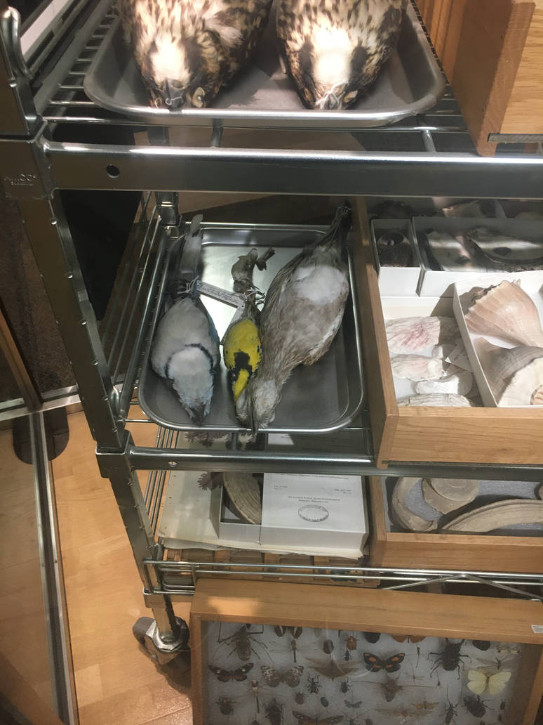 Milwaukee Public Museum - Exploring Life on Earth - Bird Specimen