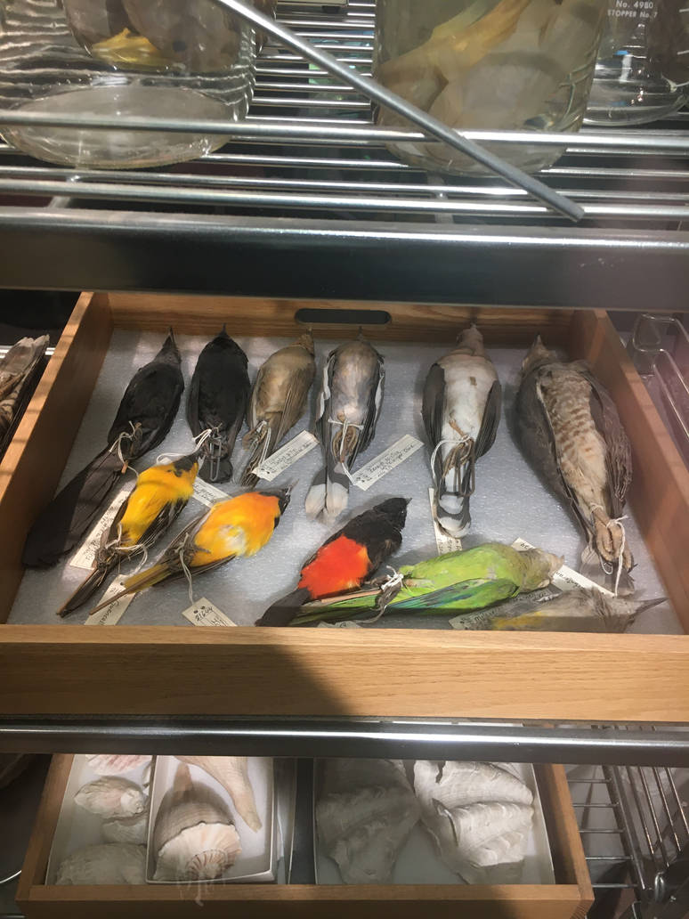 Milwaukee Public Museum - Exploring Life on Earth - Bird Specimen