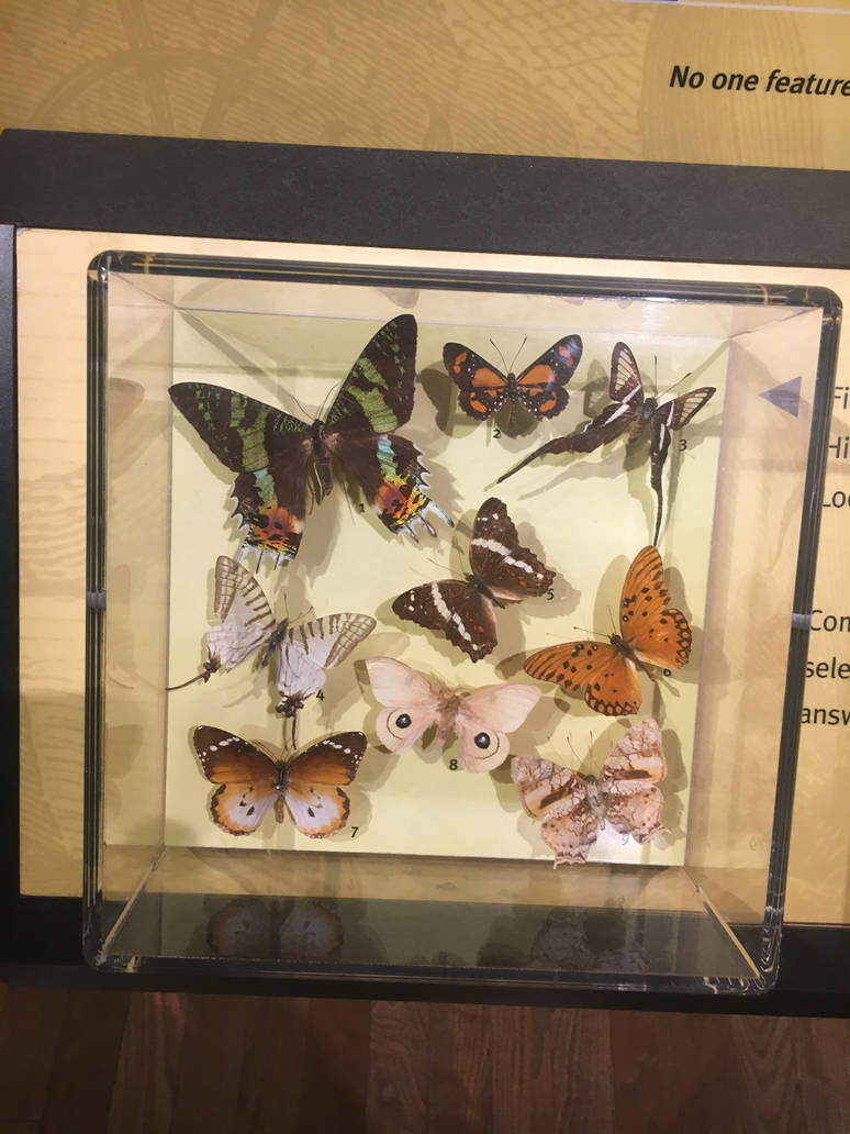 Milwaukee Public Museum - Exploring Life on Earth - Butterfly Specimen