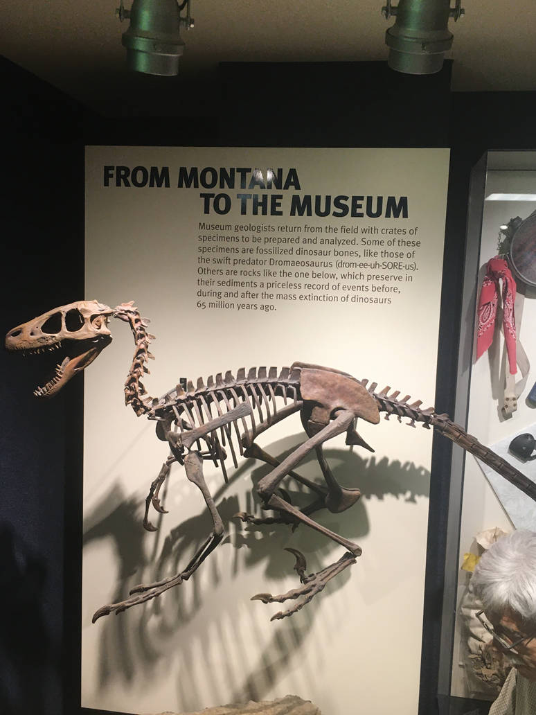Milwaukee Public Museum - Exploring Life on Earth - Dromaeosaurus Skeleton