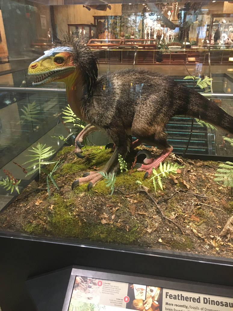 Milwaukee Public Museum - Exploring Life on Earth - Dromaeosaurus