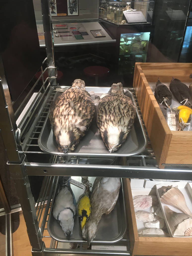 Milwaukee Public Museum - Exploring Life on Earth - Falcon Specimen