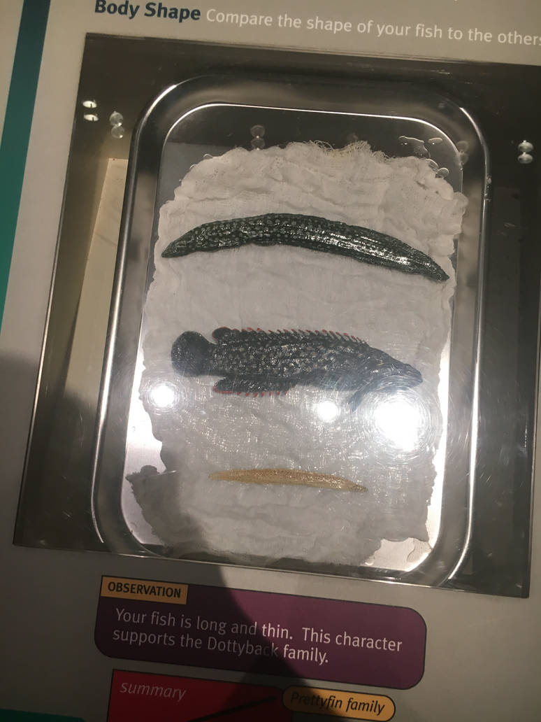 Milwaukee Public Museum - Exploring Life on Earth - Fish Specimen