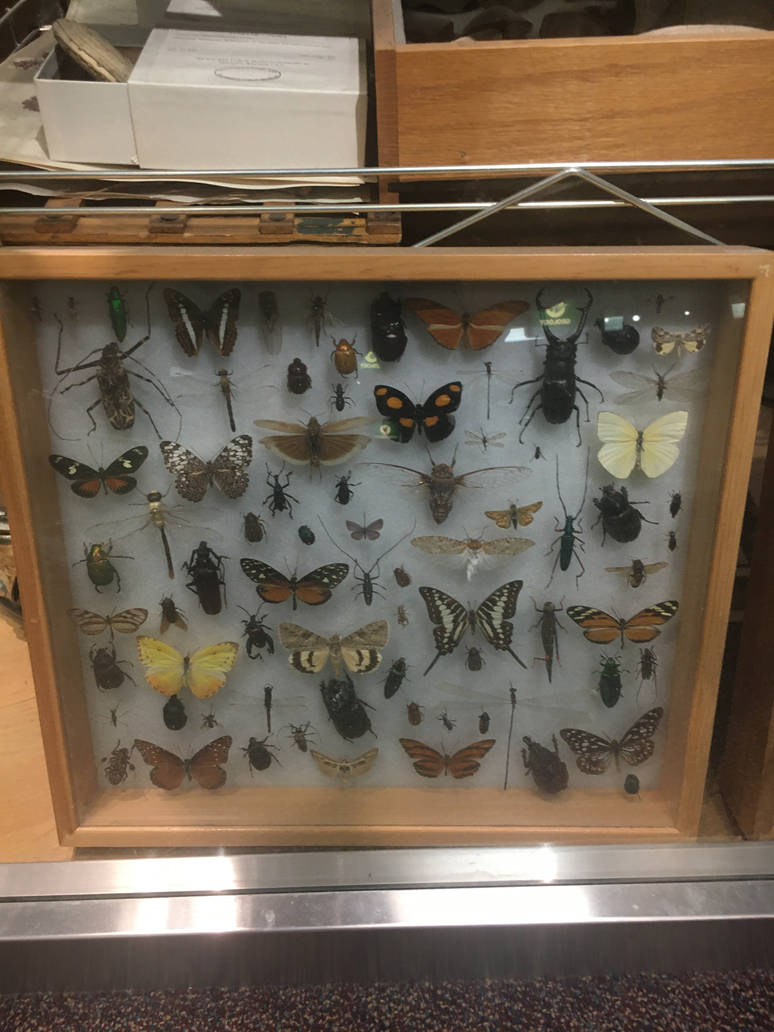 Milwaukee Public Museum - Exploring Life on Earth - Invertebrate Specimen