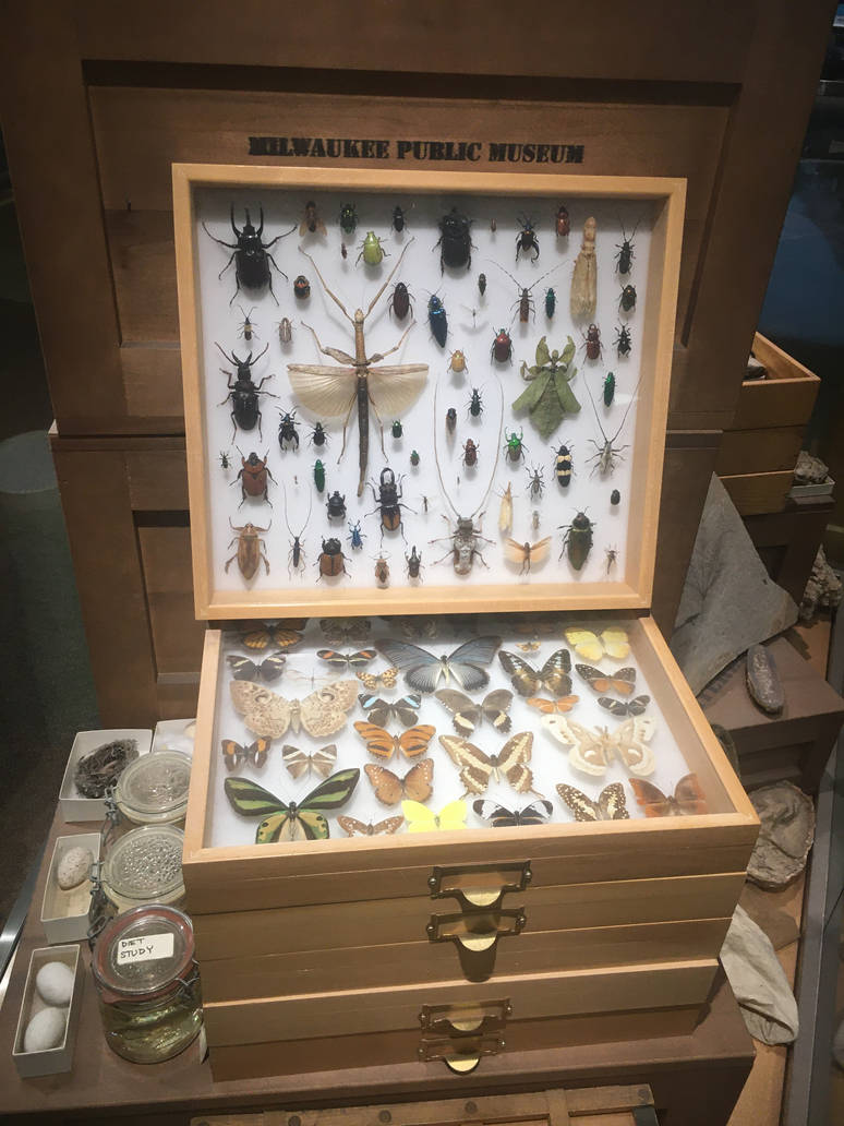 Milwaukee Public Museum - Exploring Life on Earth - Invertebrate Specimen