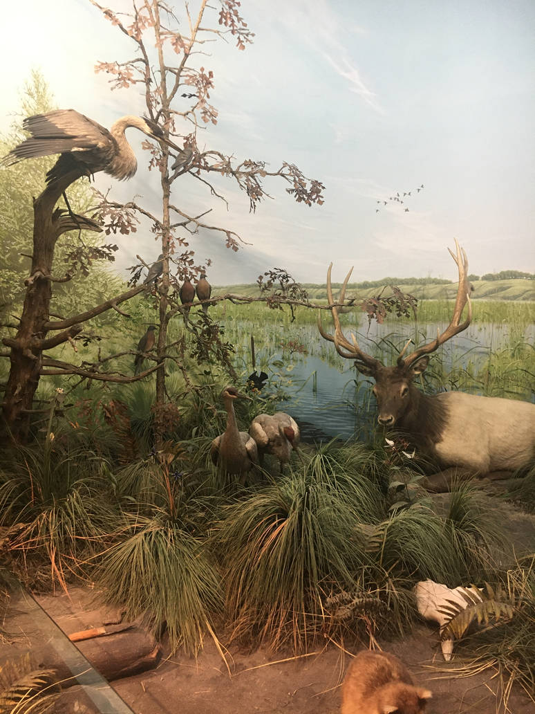 Milwaukee Public Museum - Exploring Life on Earth - Marsh Diorama