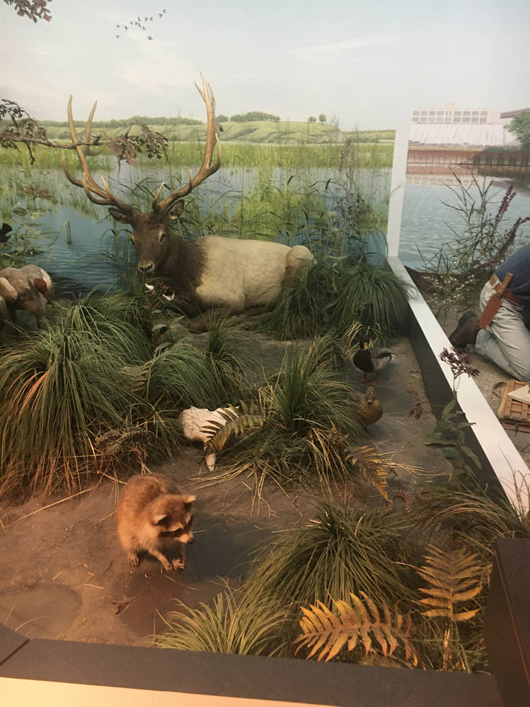 Milwaukee Public Museum - Exploring Life on Earth - Marsh Diorama