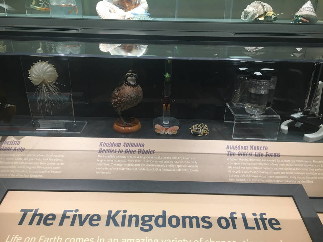 Milwaukee Public Museum - Exploring Life on Earth - The Five Kingdoms of Life