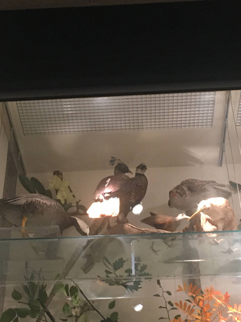 Milwaukee Public Museum - Exploring Life on Earth - Tree of Life