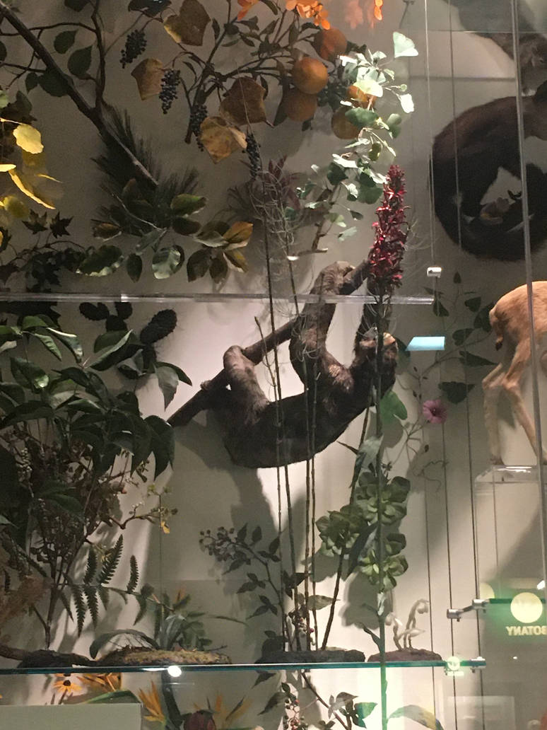 Milwaukee Public Museum - Exploring Life on Earth - Tree of Life