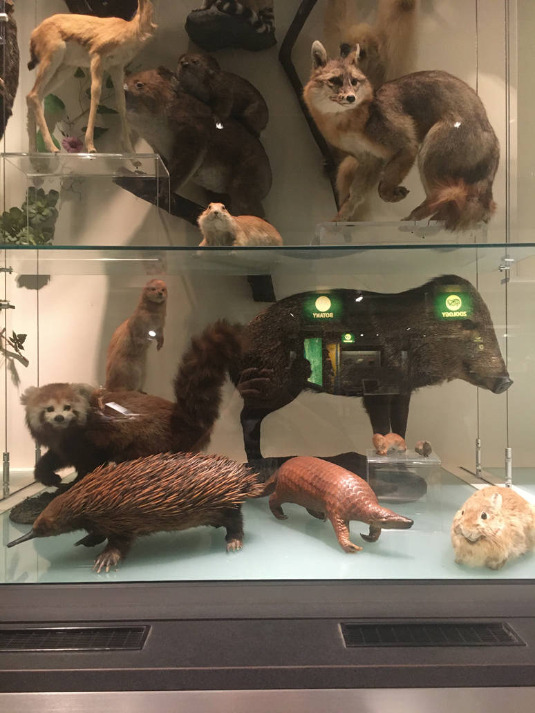 Milwaukee Public Museum - Exploring Life on Earth - Tree of Life