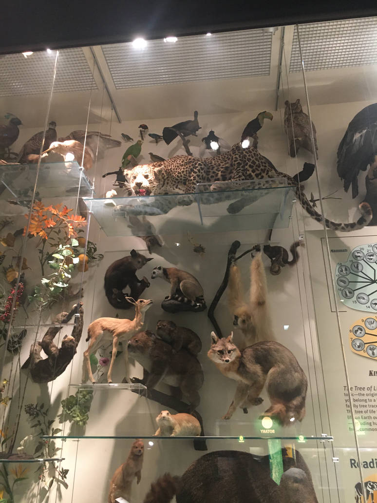 Milwaukee Public Museum - Exploring Life on Earth - Tree of Life