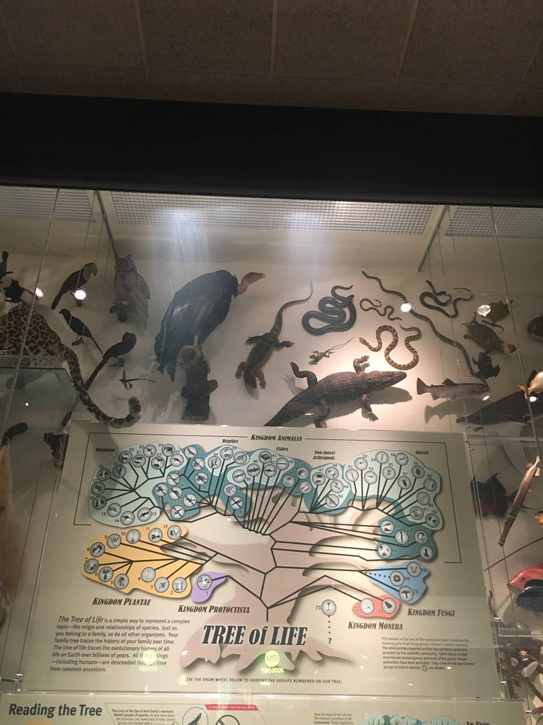 Milwaukee Public Museum - Exploring Life on Earth - Tree of Life