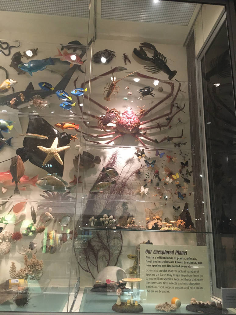 Milwaukee Public Museum - Exploring Life on Earth - Tree of Life