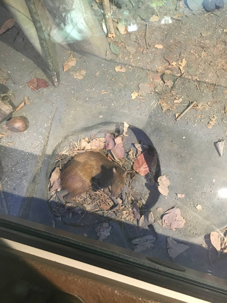 Milwaukee Public Museum - Exploring Life on Earth - Tropical Dry Forest Agouti