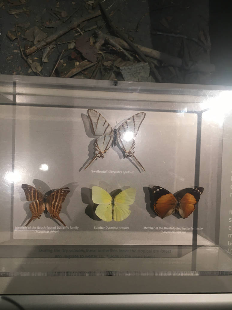 Milwaukee Public Museum - Exploring Life on Earth - Tropical Dry Forest Butterflies