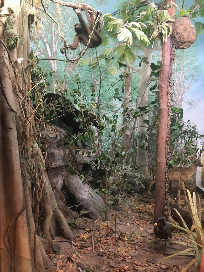 Milwaukee Public Museum - Exploring Life on Earth - Tropical Dry Forest Diorama