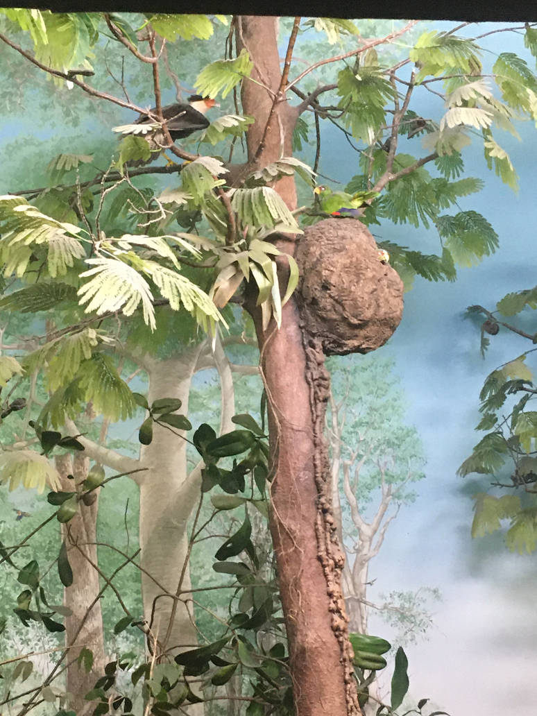Milwaukee Public Museum - Exploring Life on Earth - Tropical Dry Forest Diorama