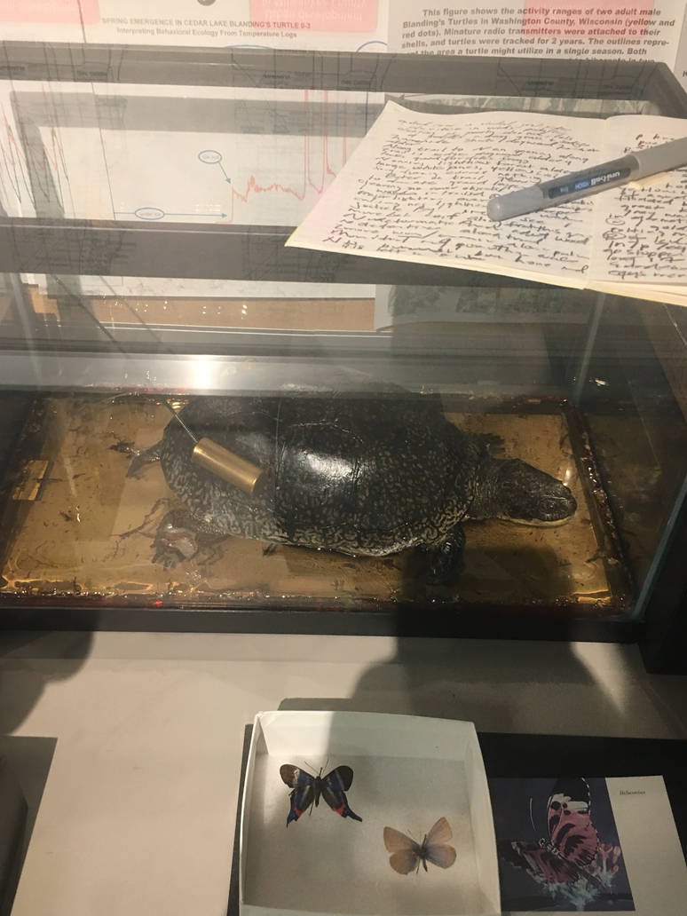 Milwaukee Public Museum - Exploring Life on Earth - Turtle Specimen ID?