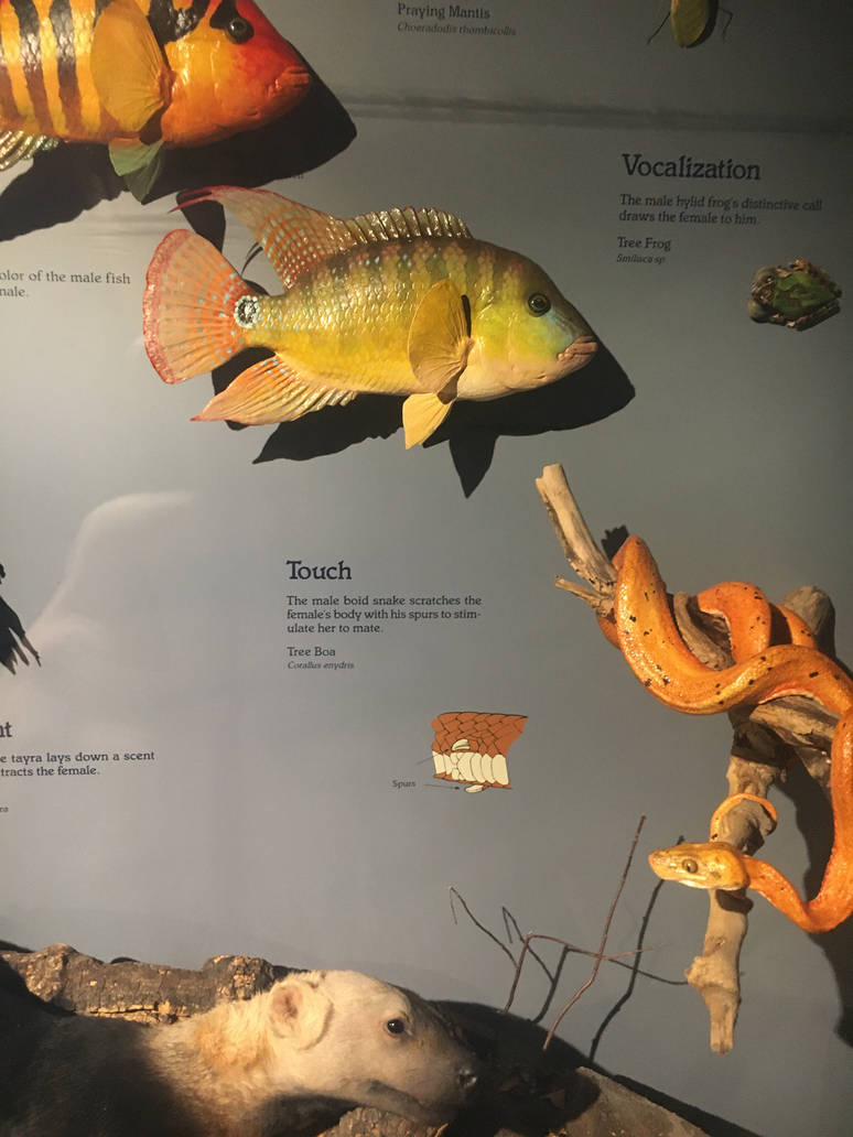 Milwaukee Public Museum - Festae Cichlids and Tree Boa