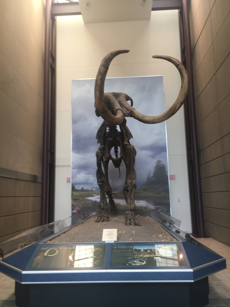 Milwaukee Public Museum - Hebior Mammoth Fossil
