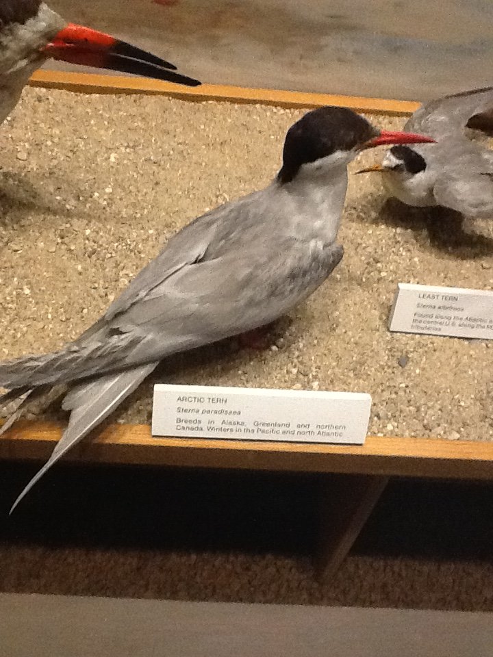 Milwaukee Public Museum - Living Seas - Arctic Tern