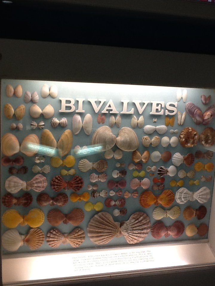 Milwaukee Public Museum - Living Seas - Bivalves