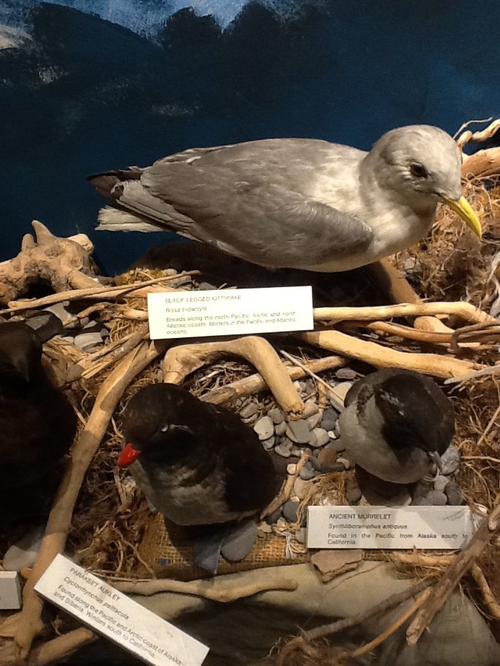 Milwaukee Public Museum - Living Seas - Black-Legged Kittiwake, Parakeet Auklet, and Ancient Murrelet