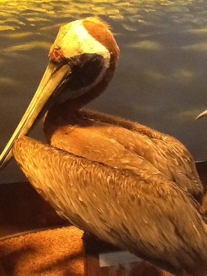 Milwaukee Public Museum - Living Seas - Brown Pelican