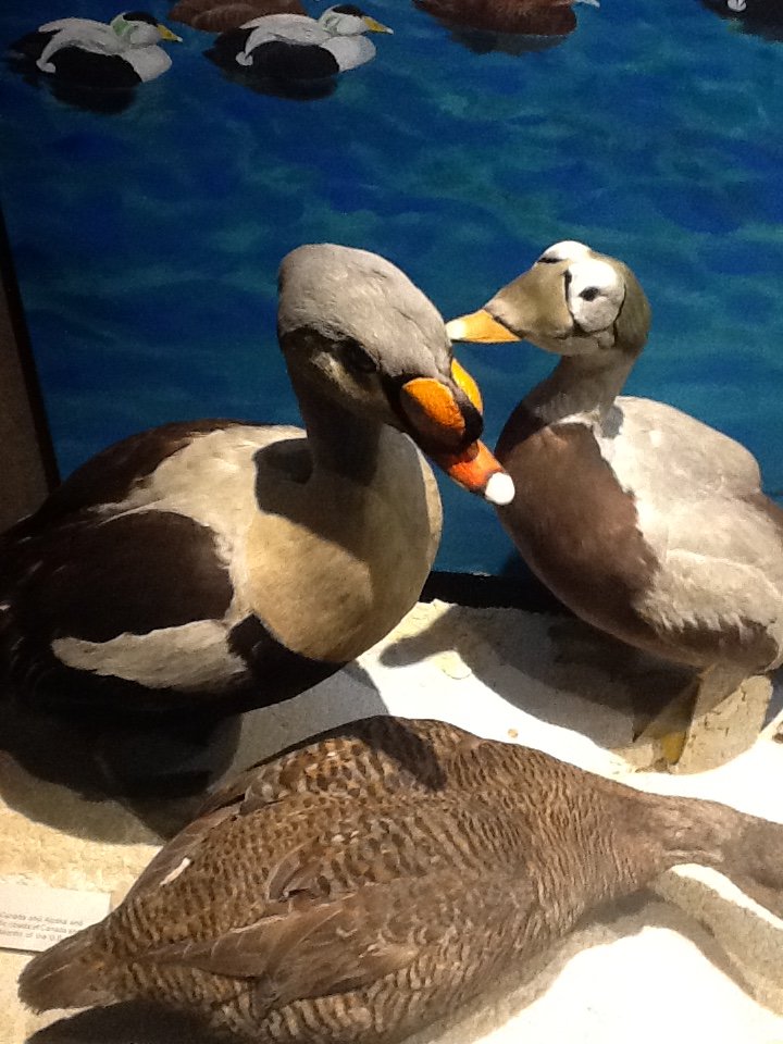 Milwaukee Public Museum - Living Seas - King Eider and Spectacled Eider