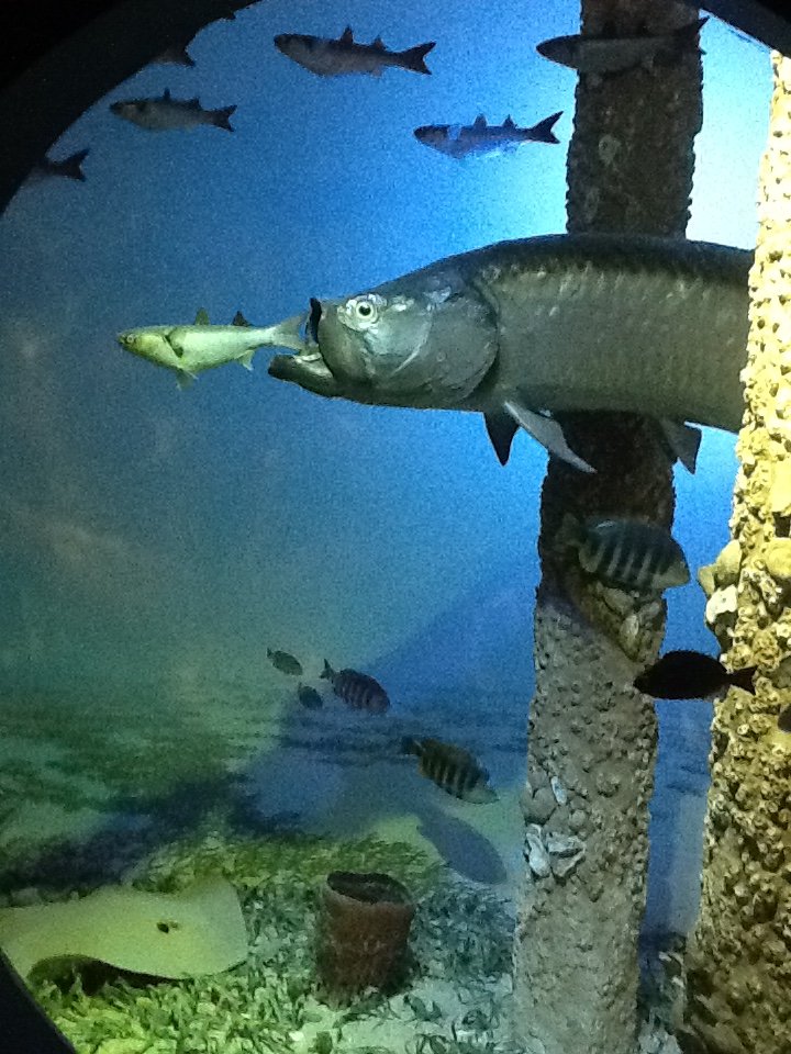 Milwaukee Public Museum - Living Seas - Ocean Diorama