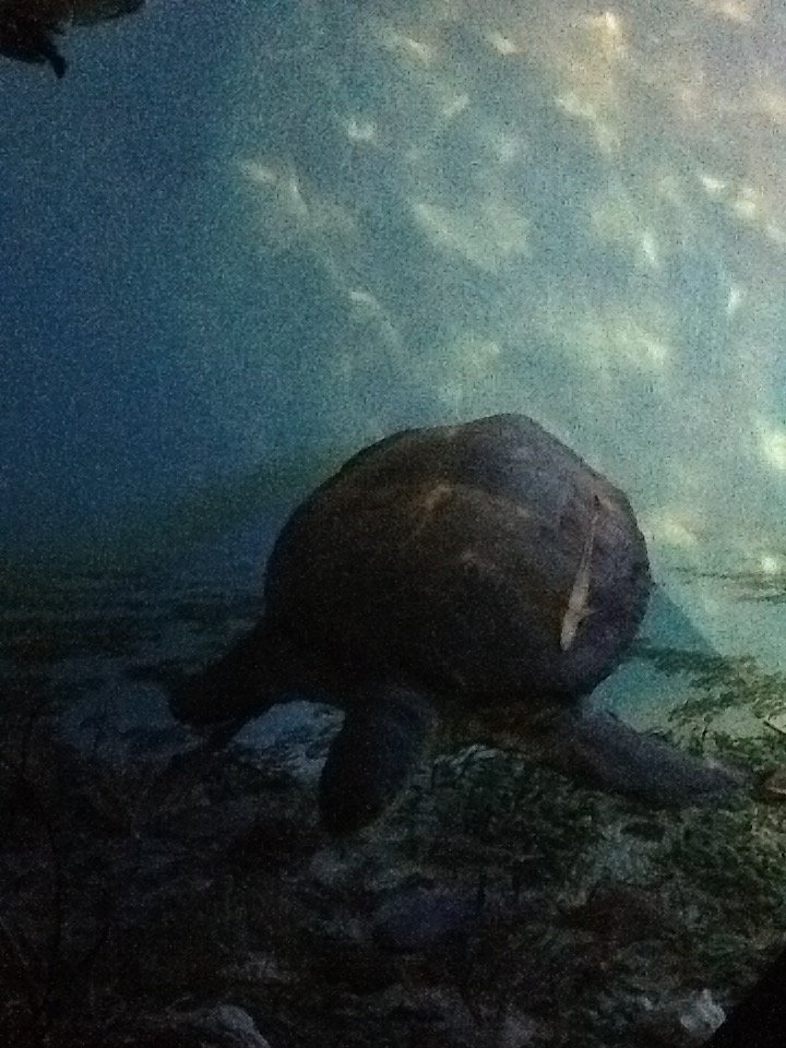 Milwaukee Public Museum - Living Seas - Sea Turtle in Ocean Diorama