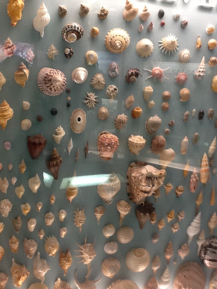 Milwaukee Public Museum - Living Seas - Shells