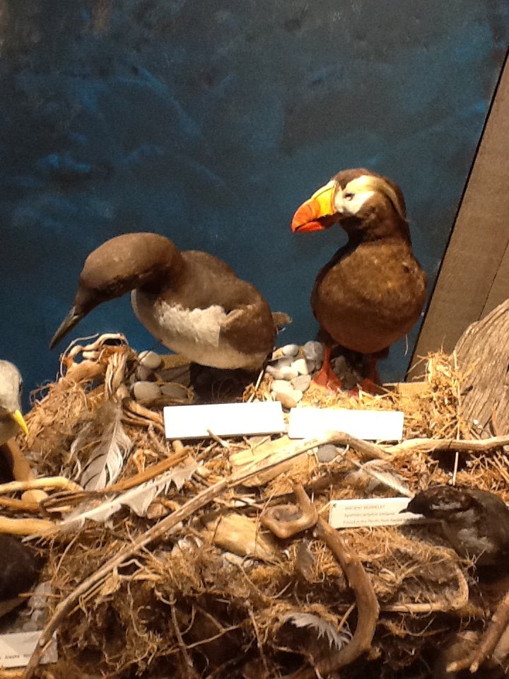 Milwaukee Public Museum - Living Seas - Tufted Puffin, Common Murre, and Ancient Murrelet