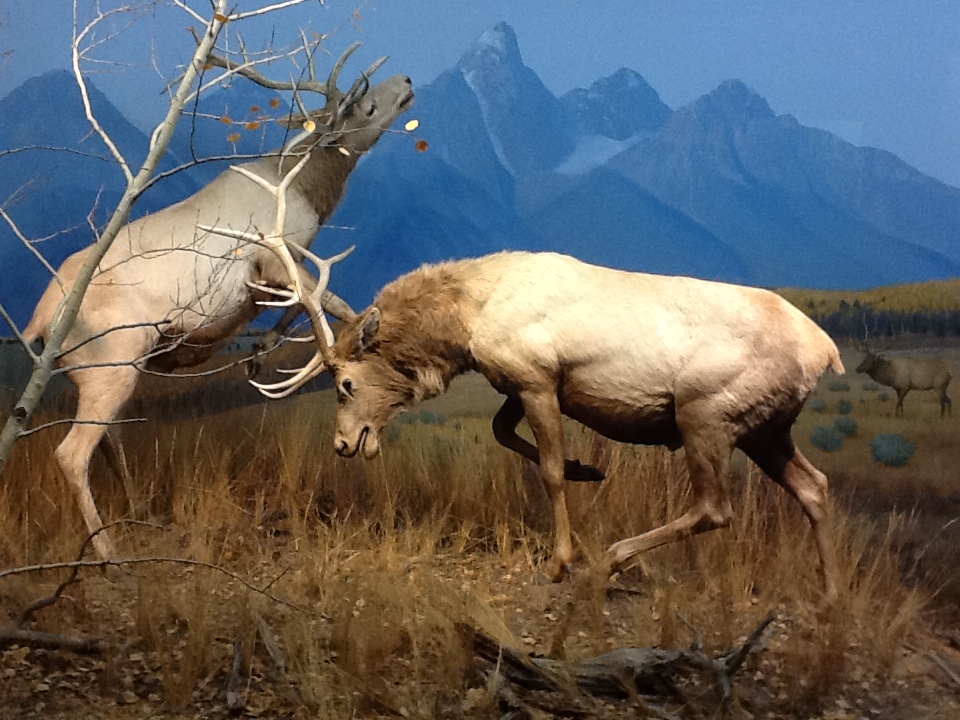 Milwaukee Public Museum - Northwest Coast - American Elk Diorama