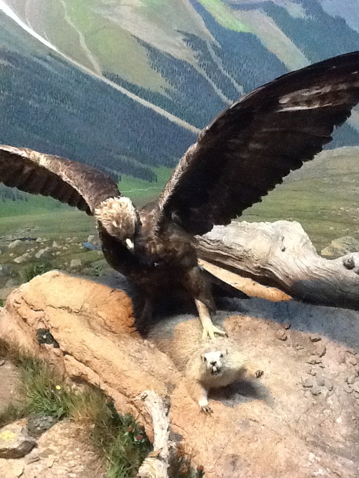 Milwaukee Public Museum - Northwest Coast - Golden Eagle Diorama