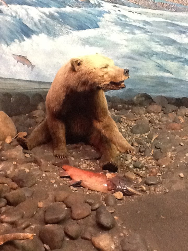 Milwaukee Public Museum - Northwest Coast - Grizzly Bear Diorama