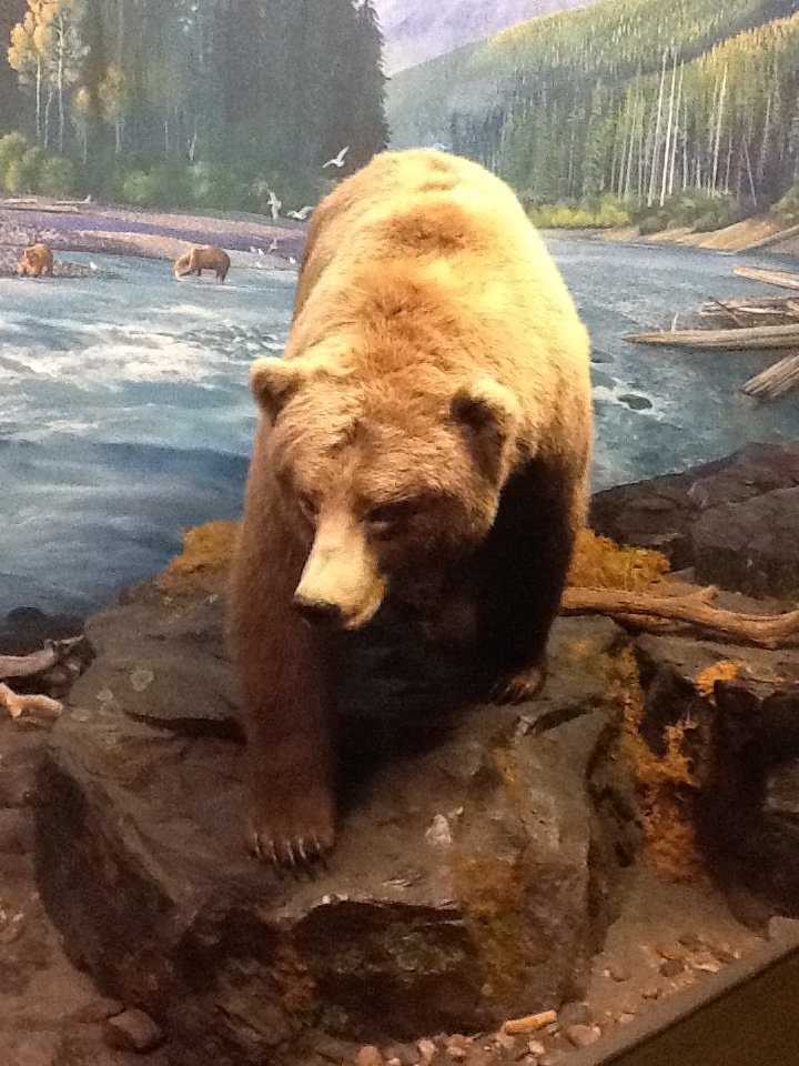 Milwaukee Public Museum - Northwest Coast - Grizzly Bear Diorama
