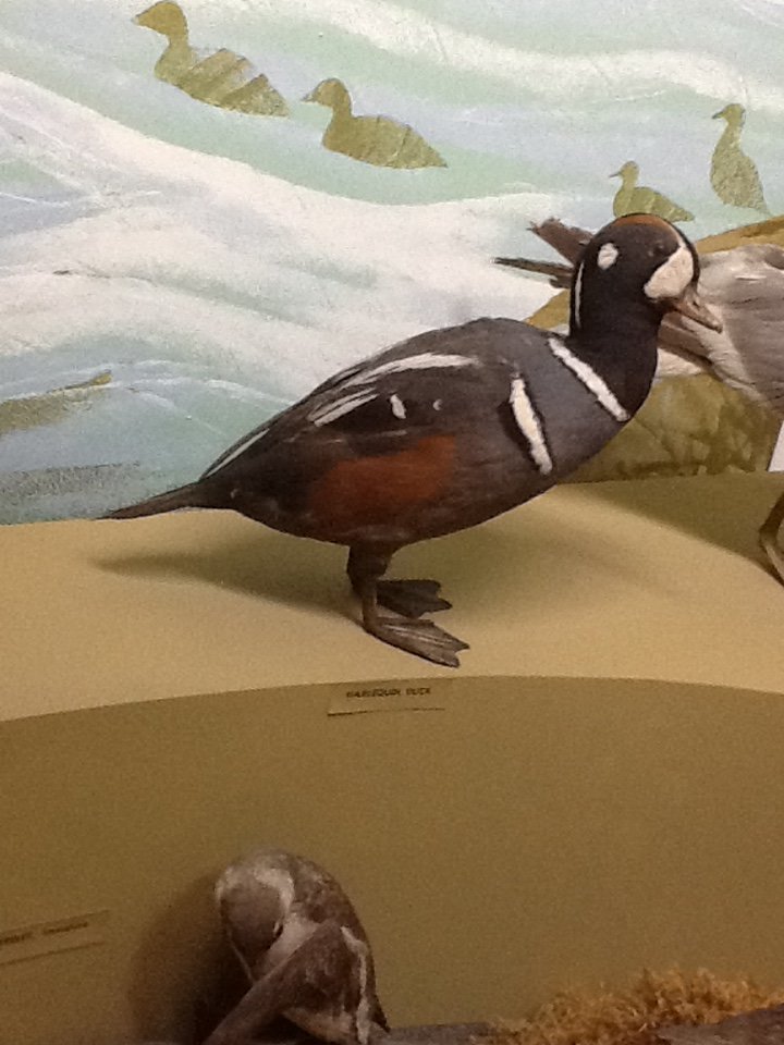 Milwaukee Public Museum - Northwest Coast - Harlequin Duck