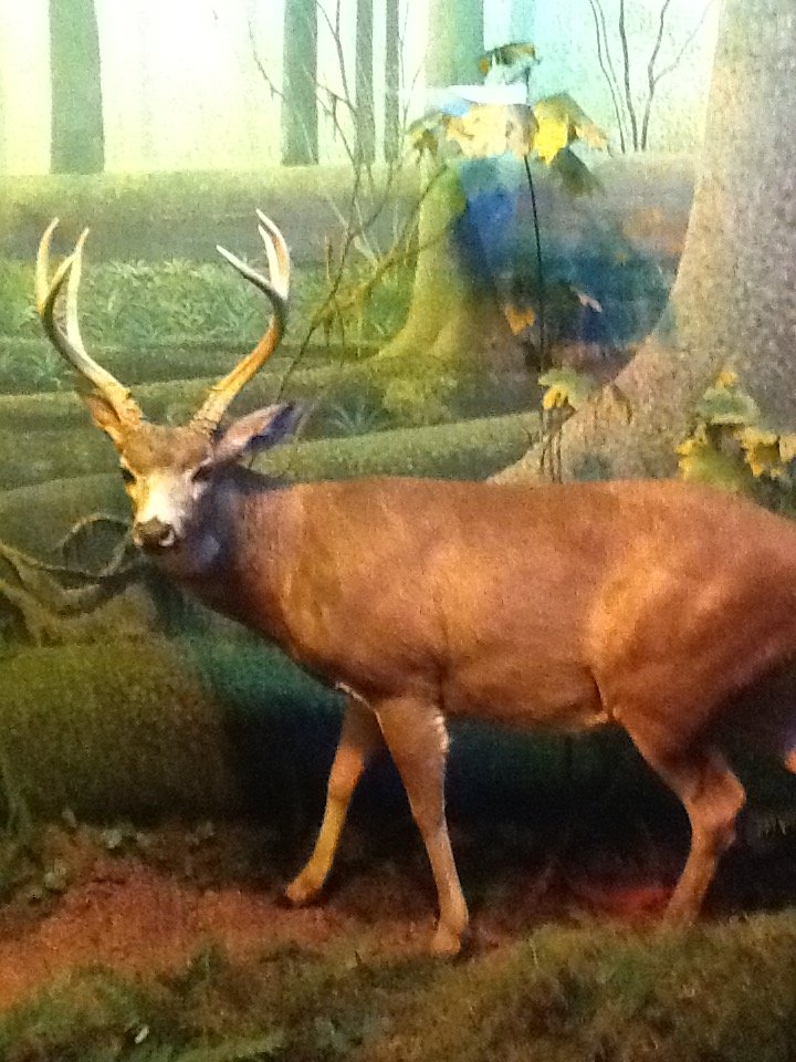 Milwaukee Public Museum - Northwest Coast - Mule Deer Diorama