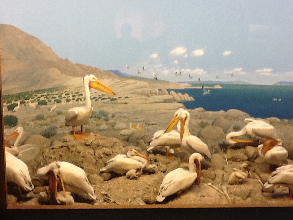 Milwaukee Public Museum - Northwest Coast - Pelican Diorama